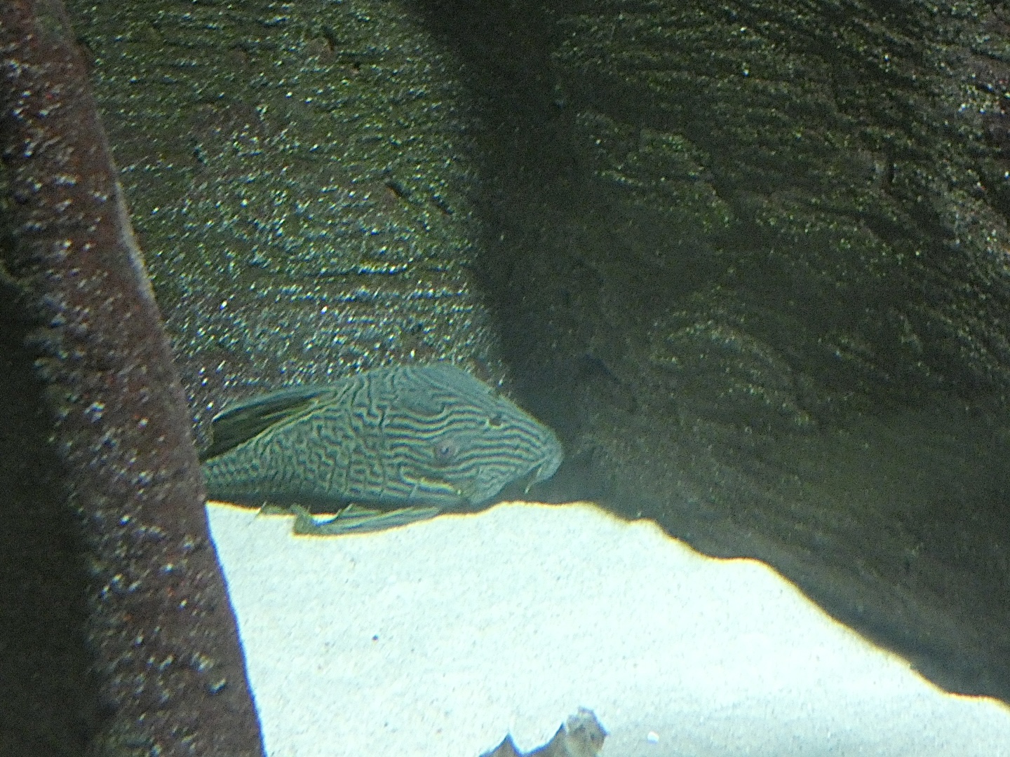 Fish ID? - Zoo Antwerpen