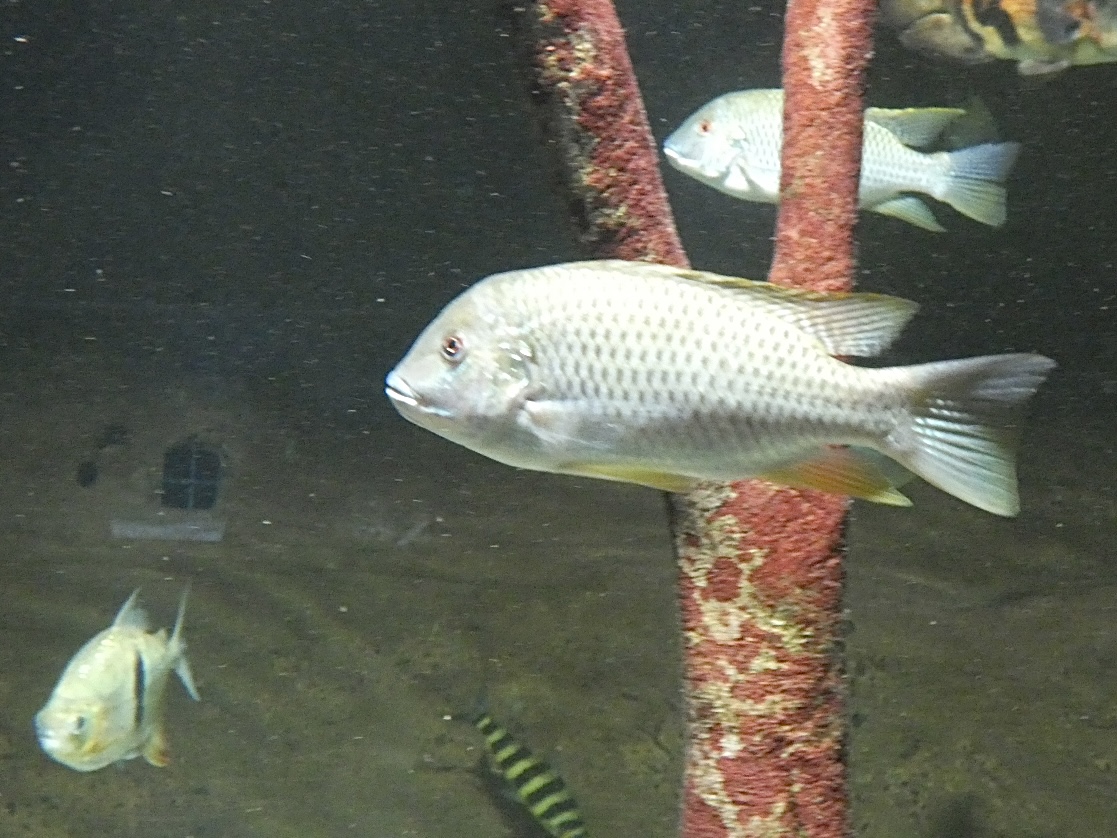 Fish ID? - Zoo Antwerpen