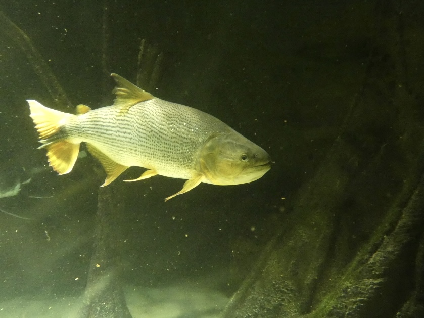 Fish ID? - Zoo Antwerpen