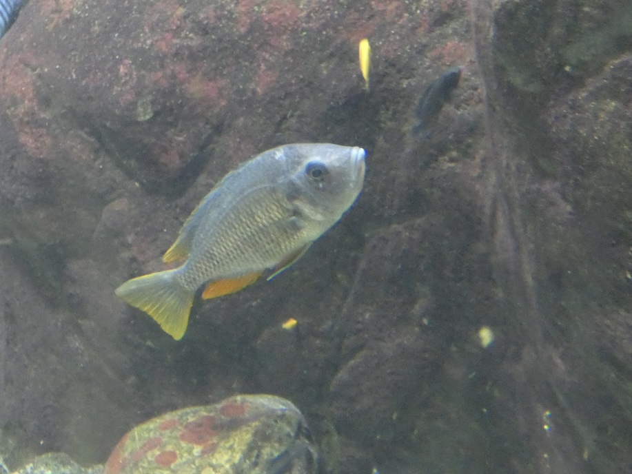 Fish ID? - Zoo Antwerpen