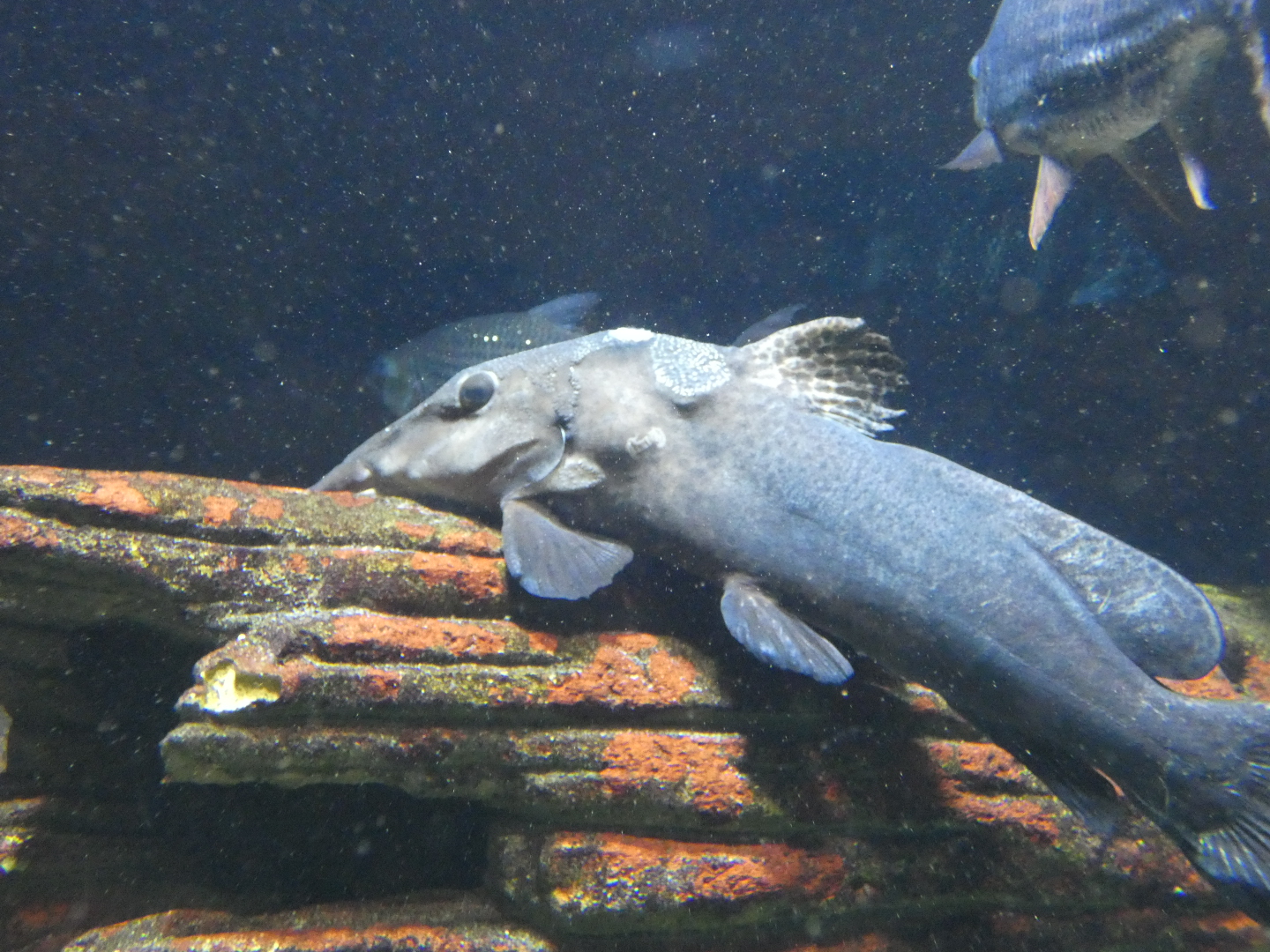 Fish ID? - Zoo Antwerpen