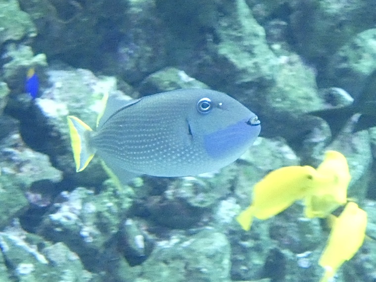 Fish ID? - Zoo Antwerpen
