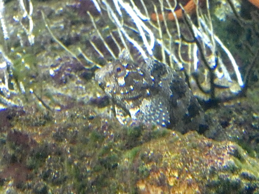 Fish ID? - Zoo Antwerpen