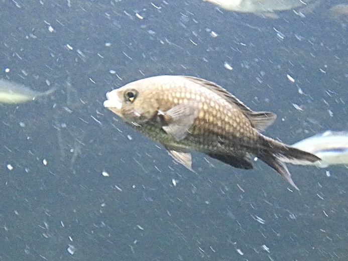 Fish ID? - Zoo Antwerpen