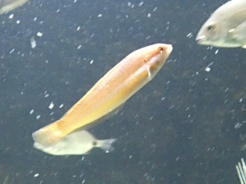 Fish ID? - Zoo Antwerpen