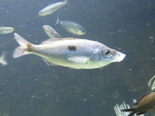 Fish ID? - Zoo Antwerpen