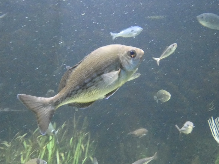 Fish ID? - Zoo Antwerpen