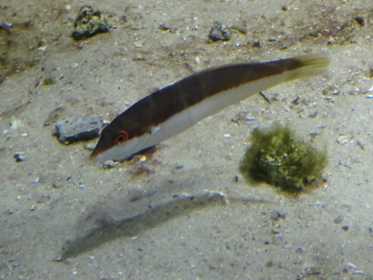 Fish ID? - Zoo Antwerpen
