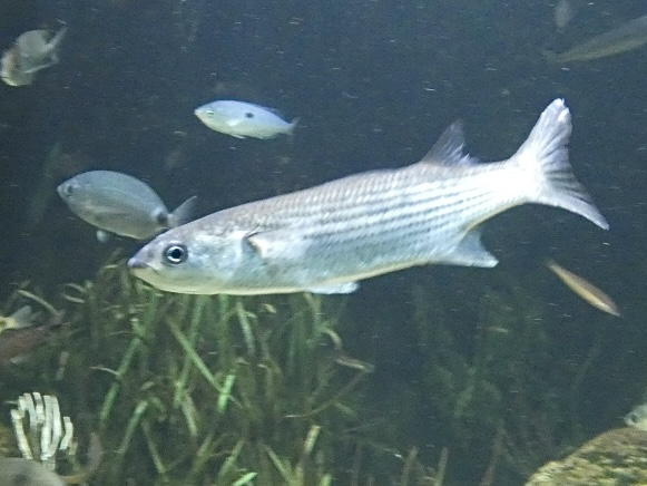 Fish ID? - Zoo Antwerpen