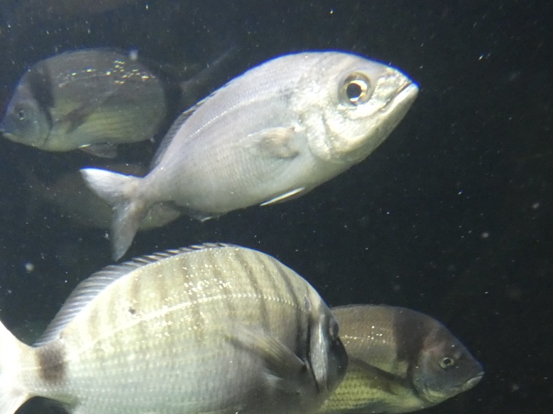 Fish ID? - Zoo Antwerpen