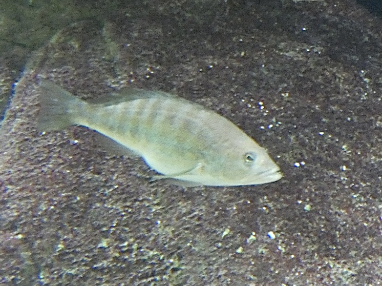 Fish ID? - Zoo Antwerpen