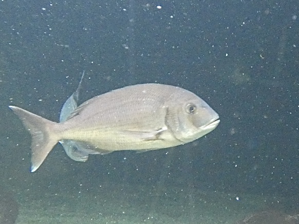 Fish ID? - Zoo Antwerpen