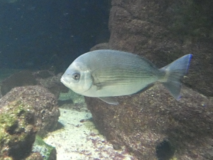 Fish ID? - Zoo Antwerpen