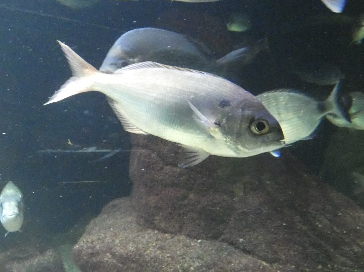 Fish ID? - Zoo Antwerpen