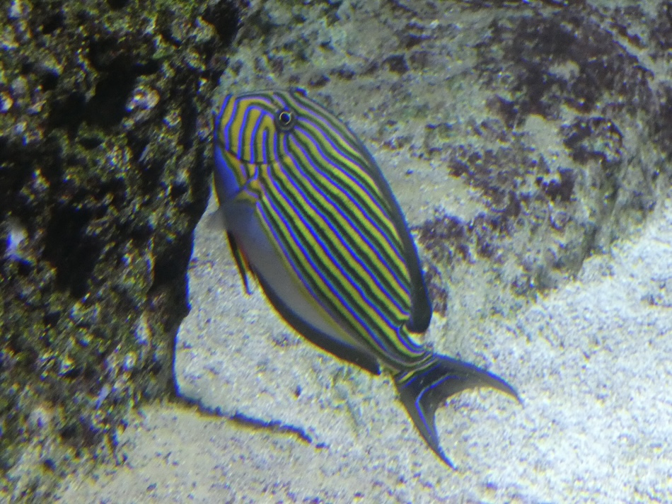 Fish ID? - Zoo Antwerpen