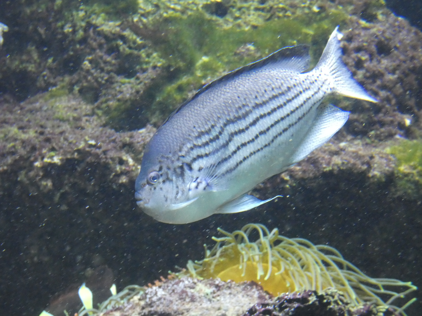 Fish ID? - Zoo Antwerpen