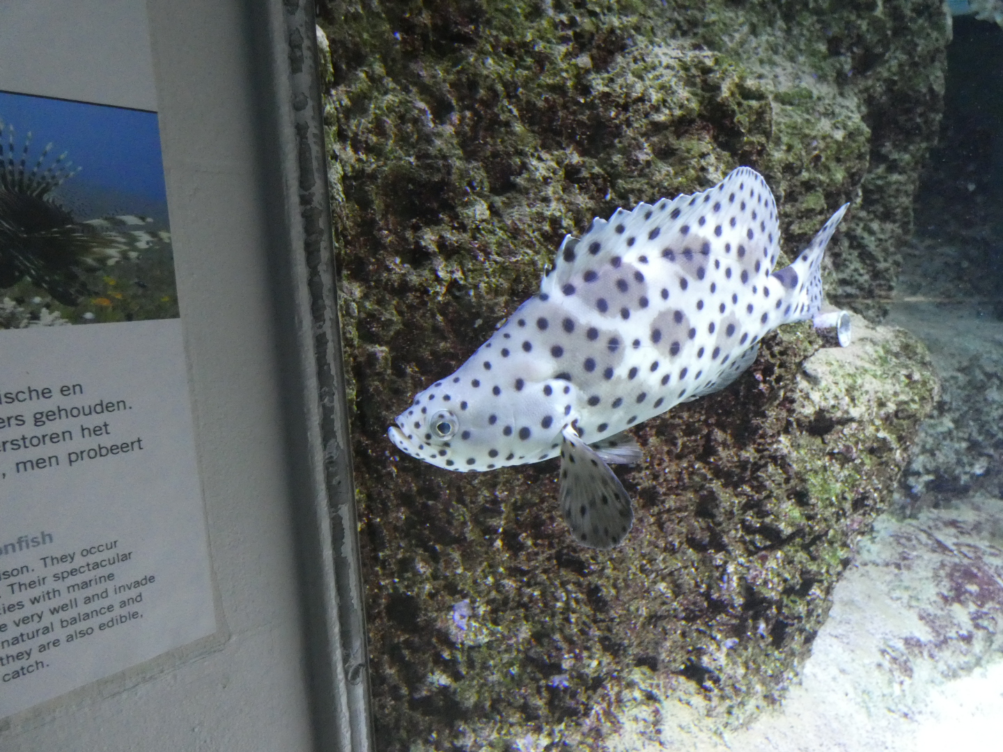 Fish ID? - Zoo Antwerpen
