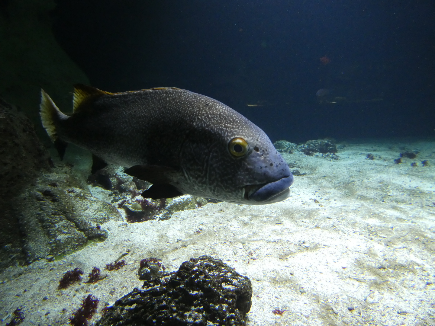 Fish ID? - Zoo Antwerpen