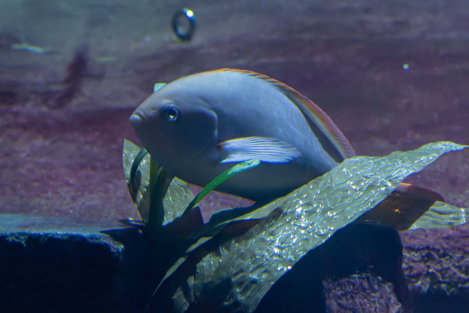 Fish ID - Zoo Budapest