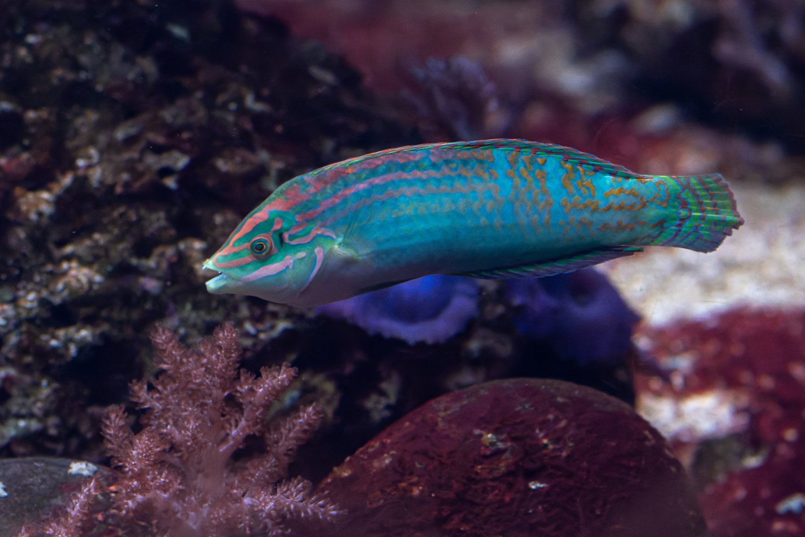 Fish ID - Zoo Duisburg