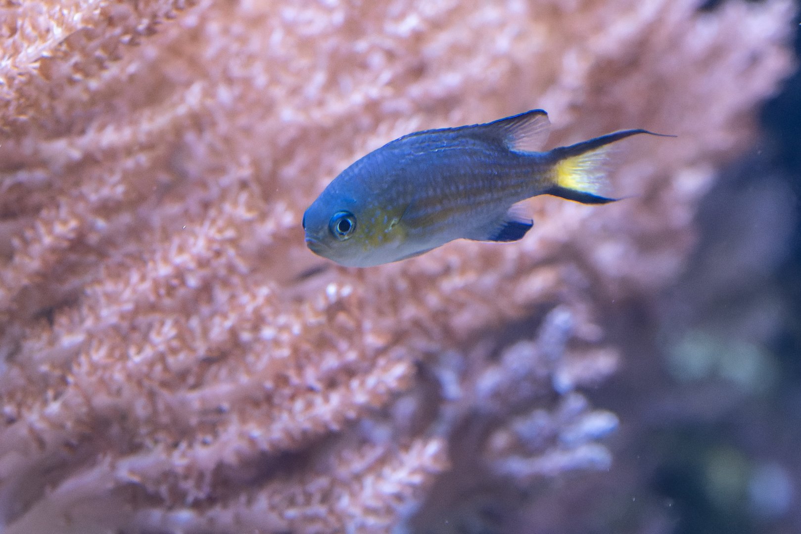 Fish ID - Zoo Duisburg