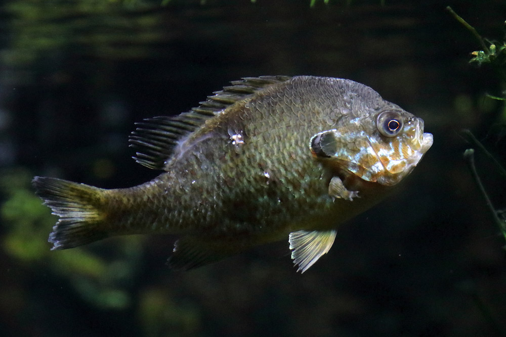Fish ID (Zoo Leipzig)