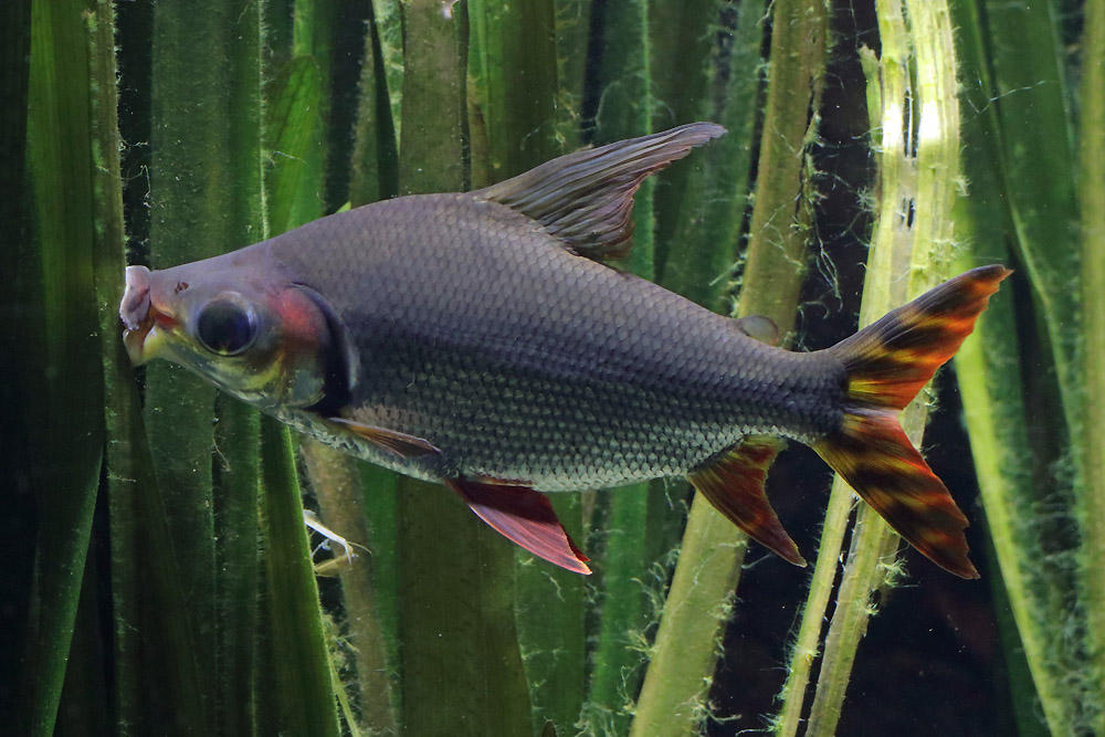 Fish ID (Zoo Leipzig)