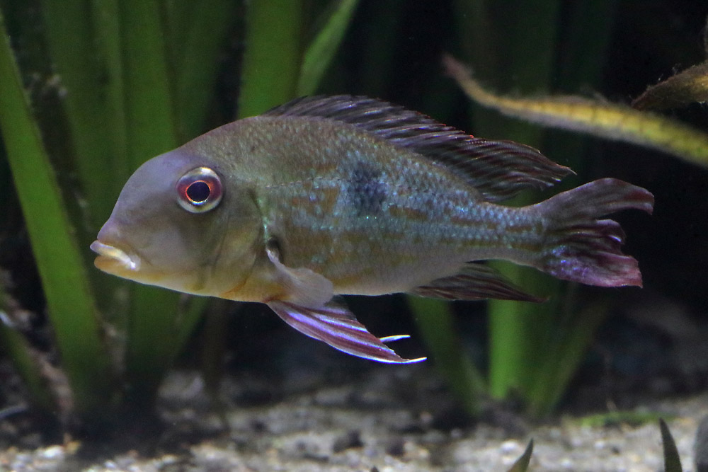 Fish ID (Zoo Leipzig)