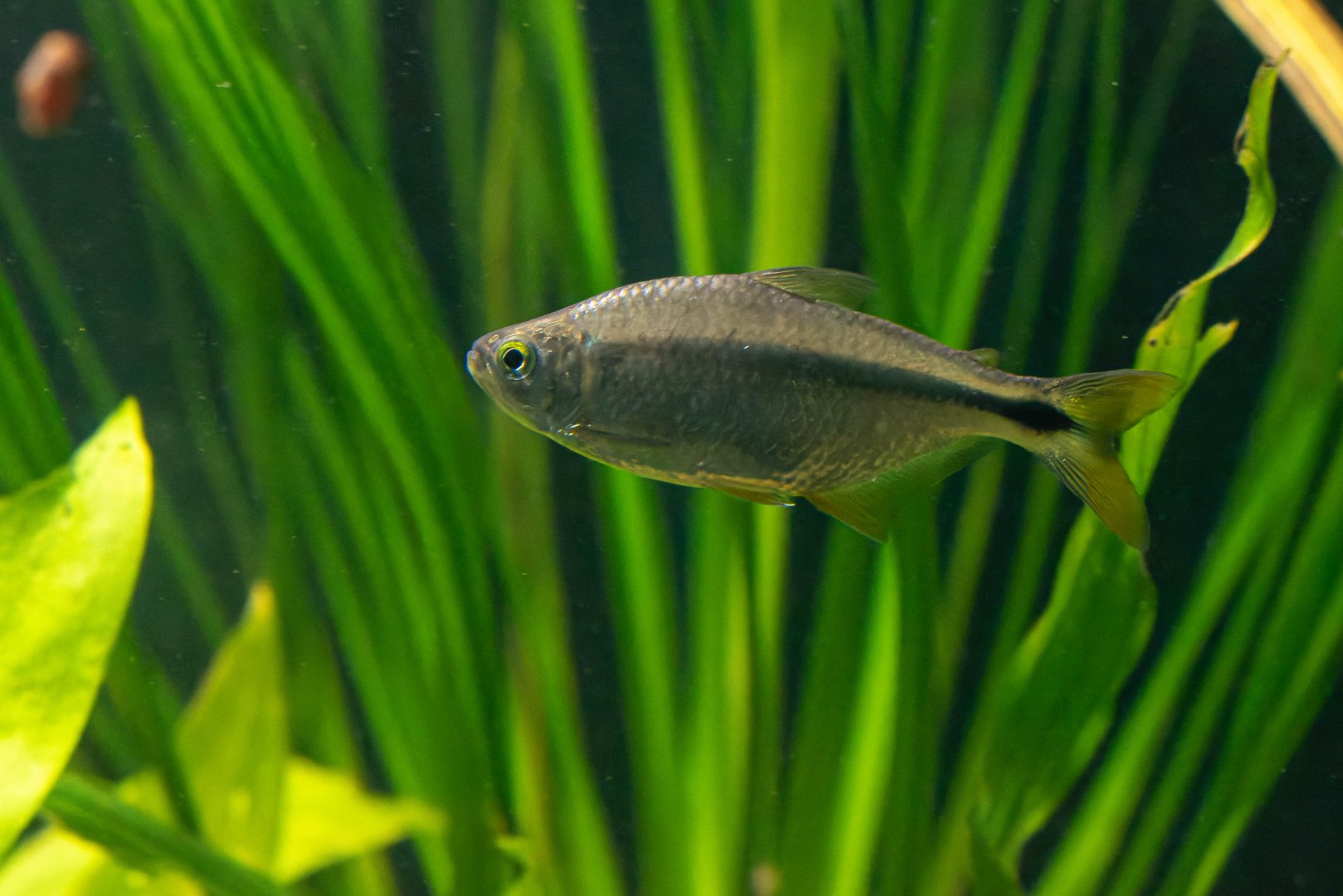 Fish ID - Zoo Plzeň