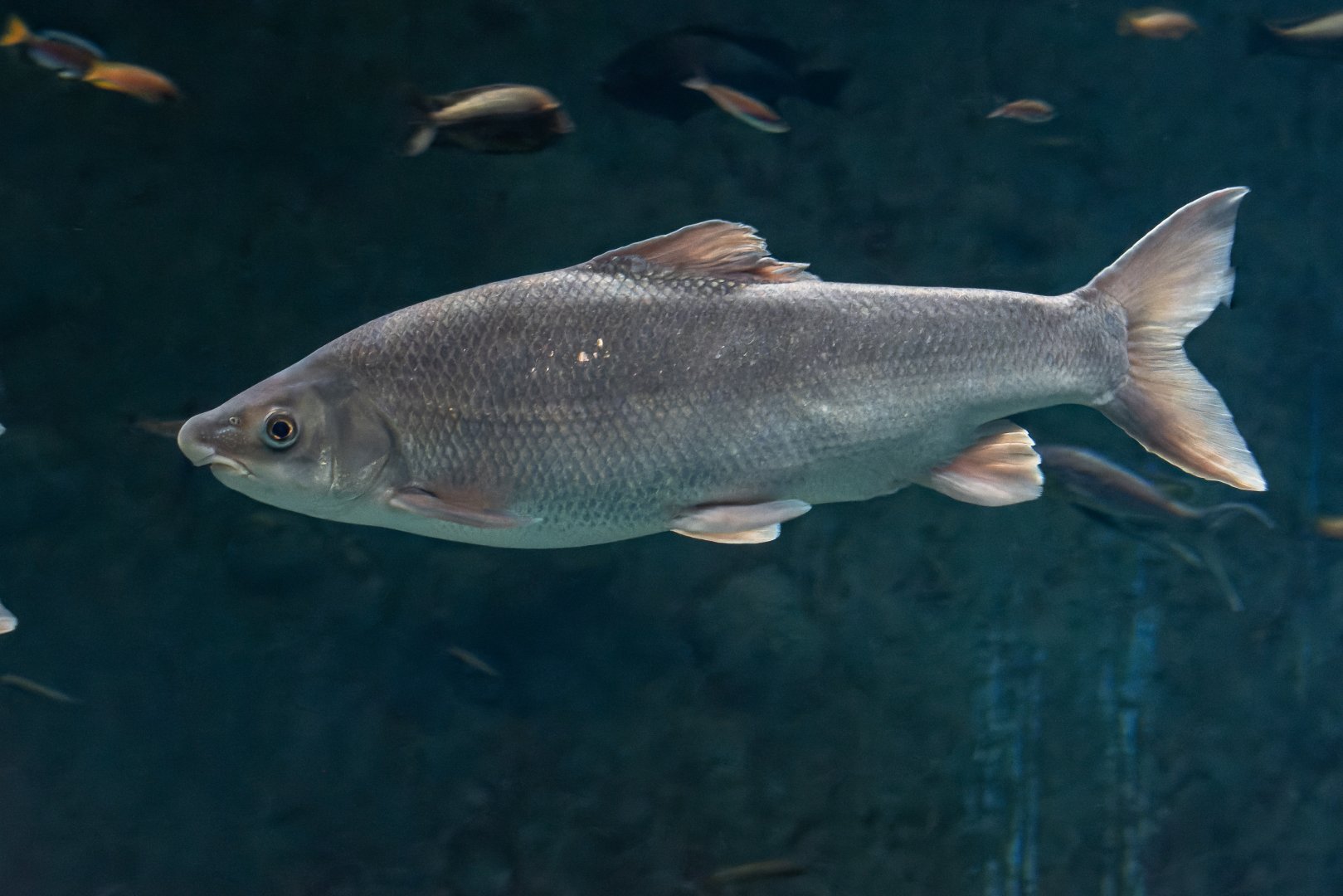 Fish ID - Zoo Wroclaw (Afrykarium)