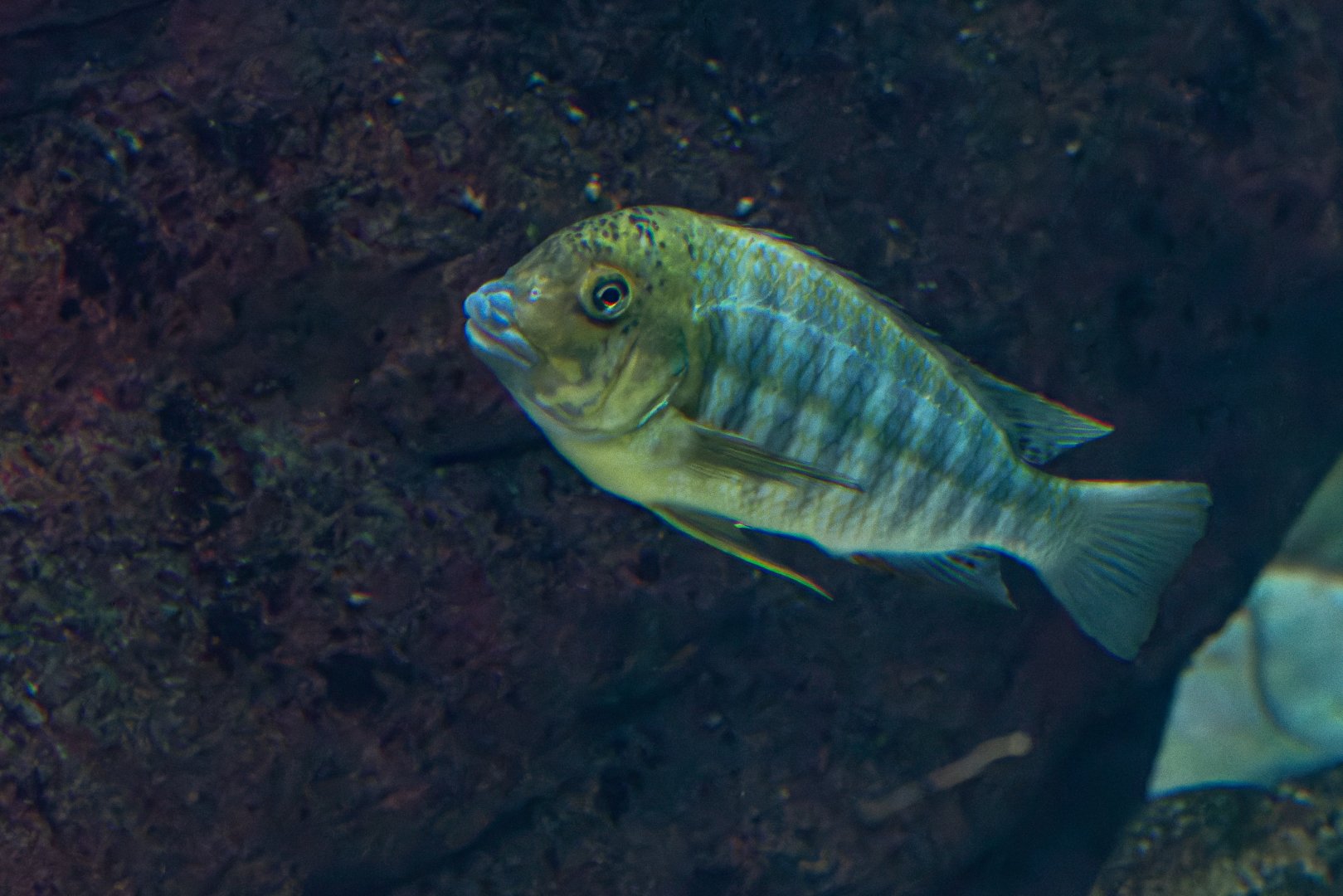 Fish ID - Zoo Wroclaw (Afrykarium)