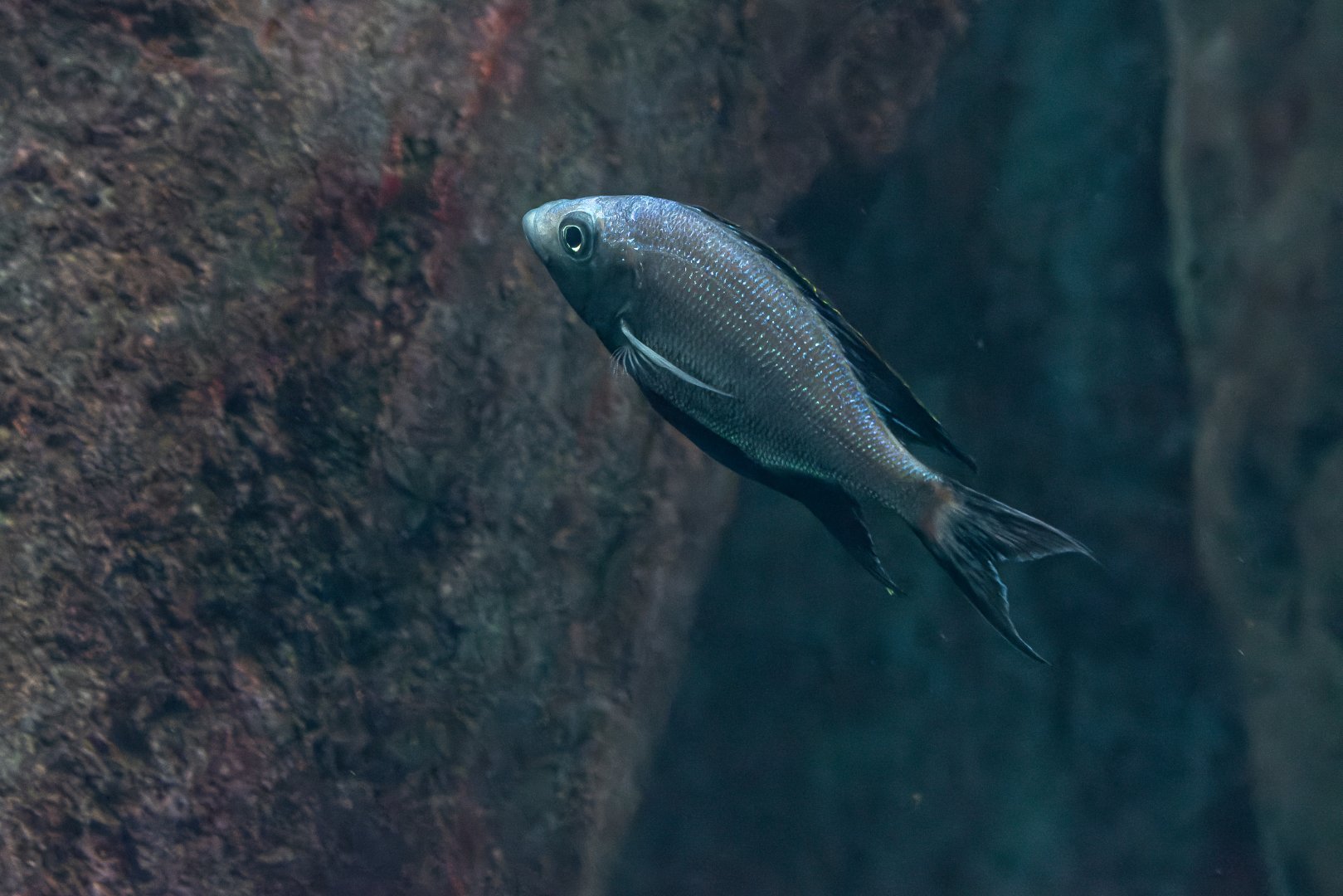 Fish ID - Zoo Wroclaw (Afrykarium)