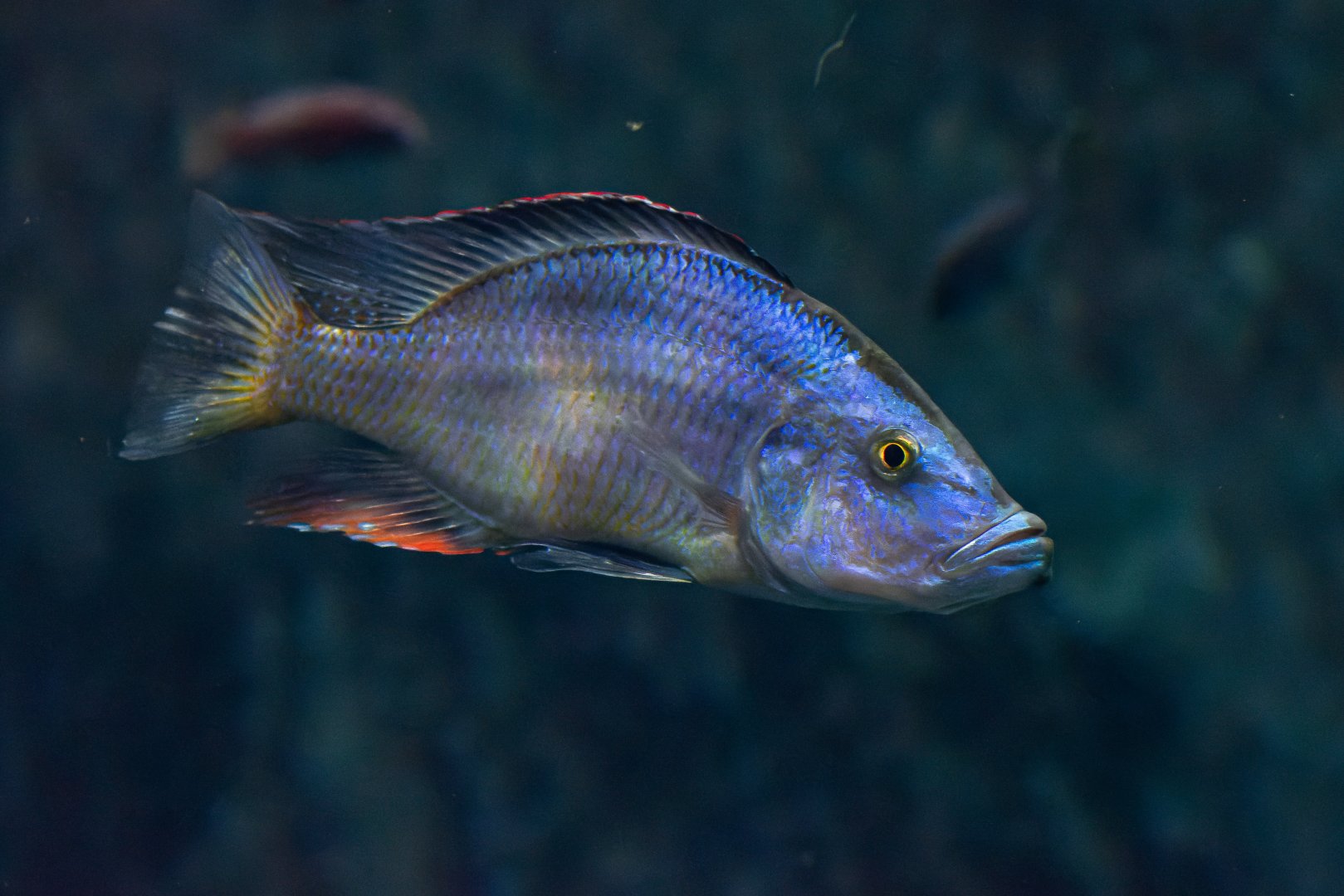 Fish ID - Zoo Wroclaw (Afrykarium)