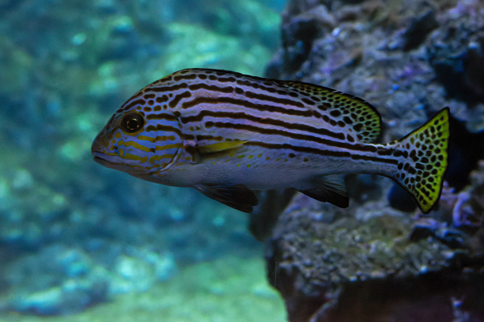 Fish ID - Zoo Wroclaw