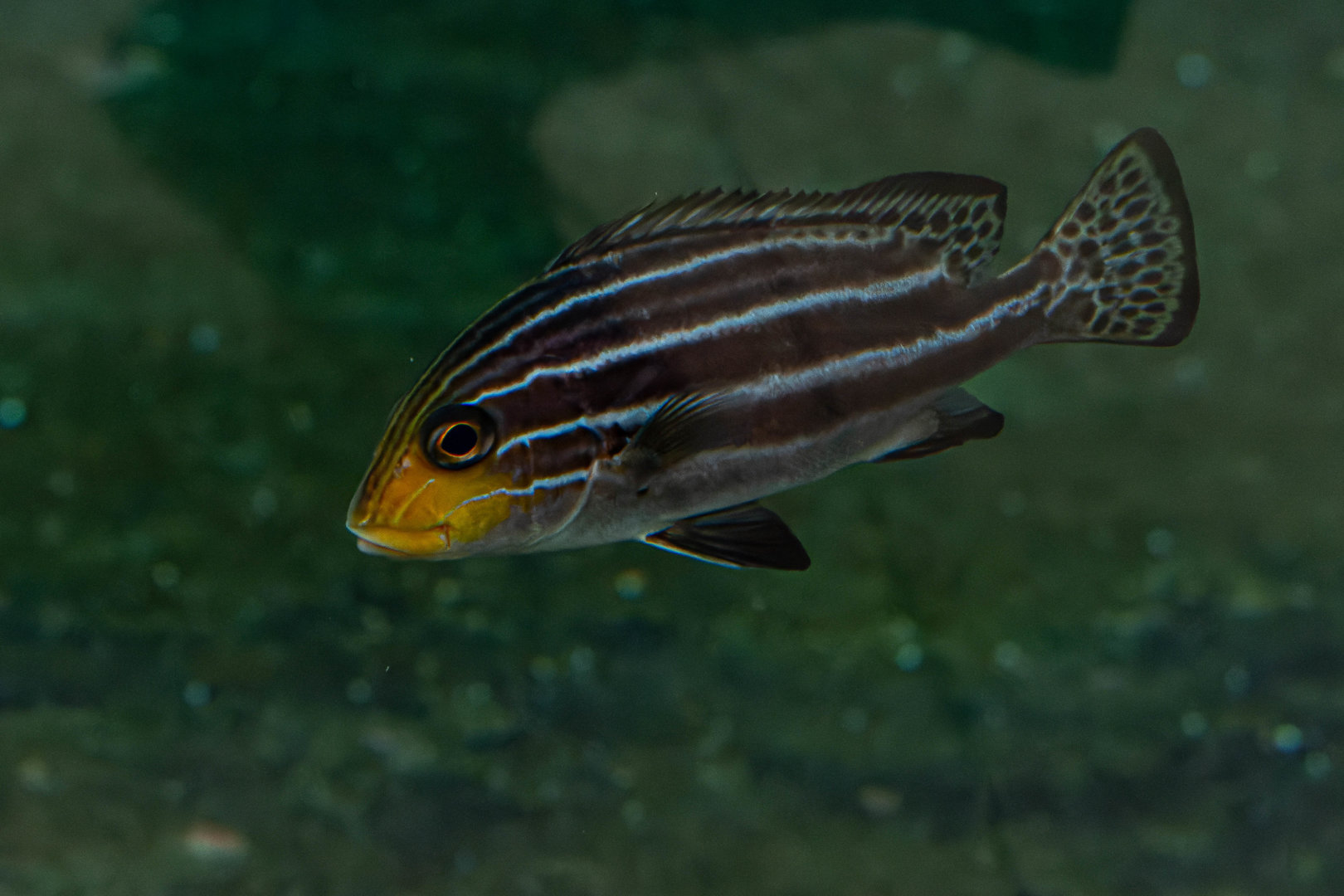 Fish ID - Zoo Wroclaw