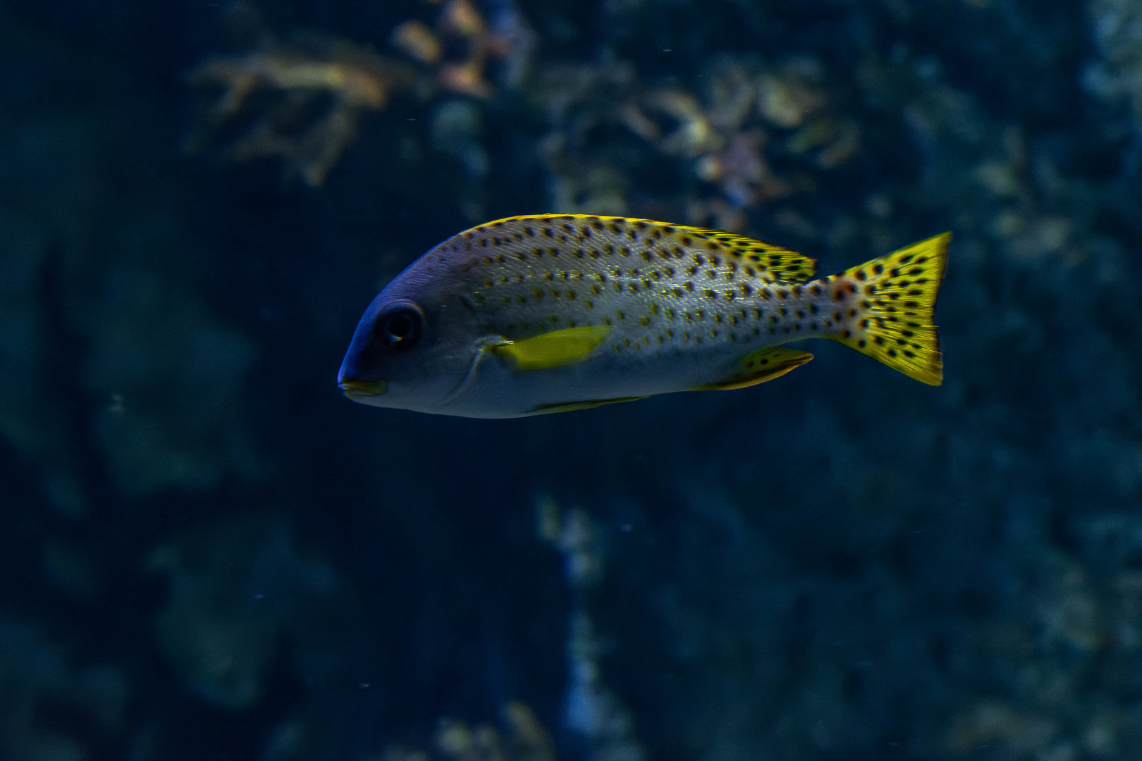 Fish ID - Zoo Wroclaw