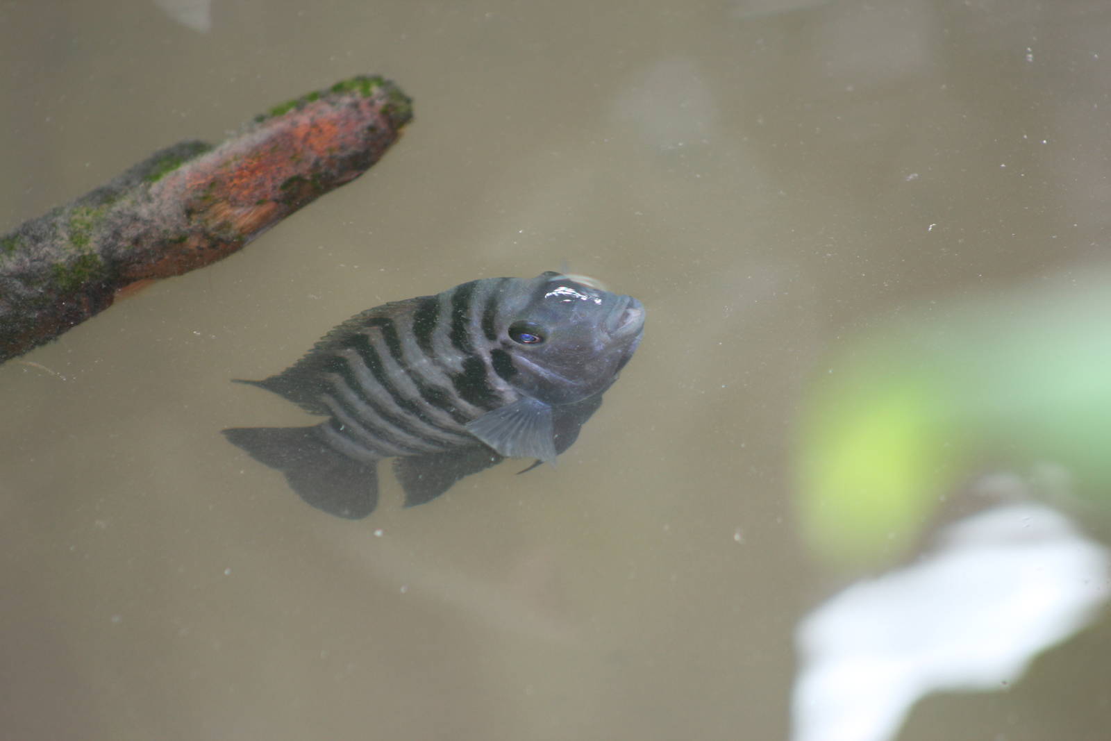 Fish ID?