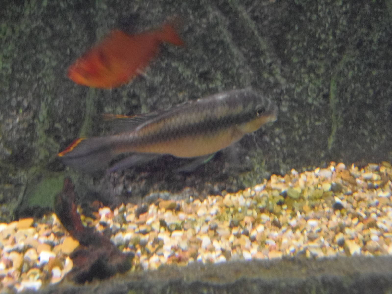 fish id
