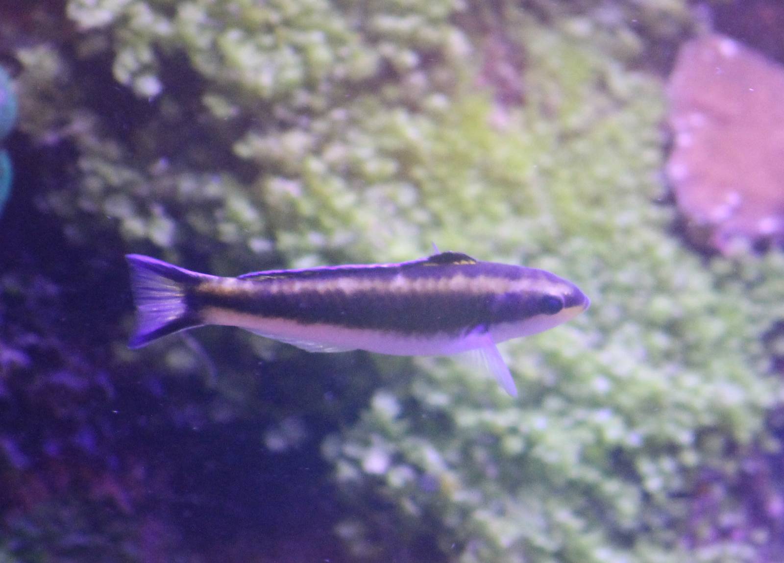 Fish ID