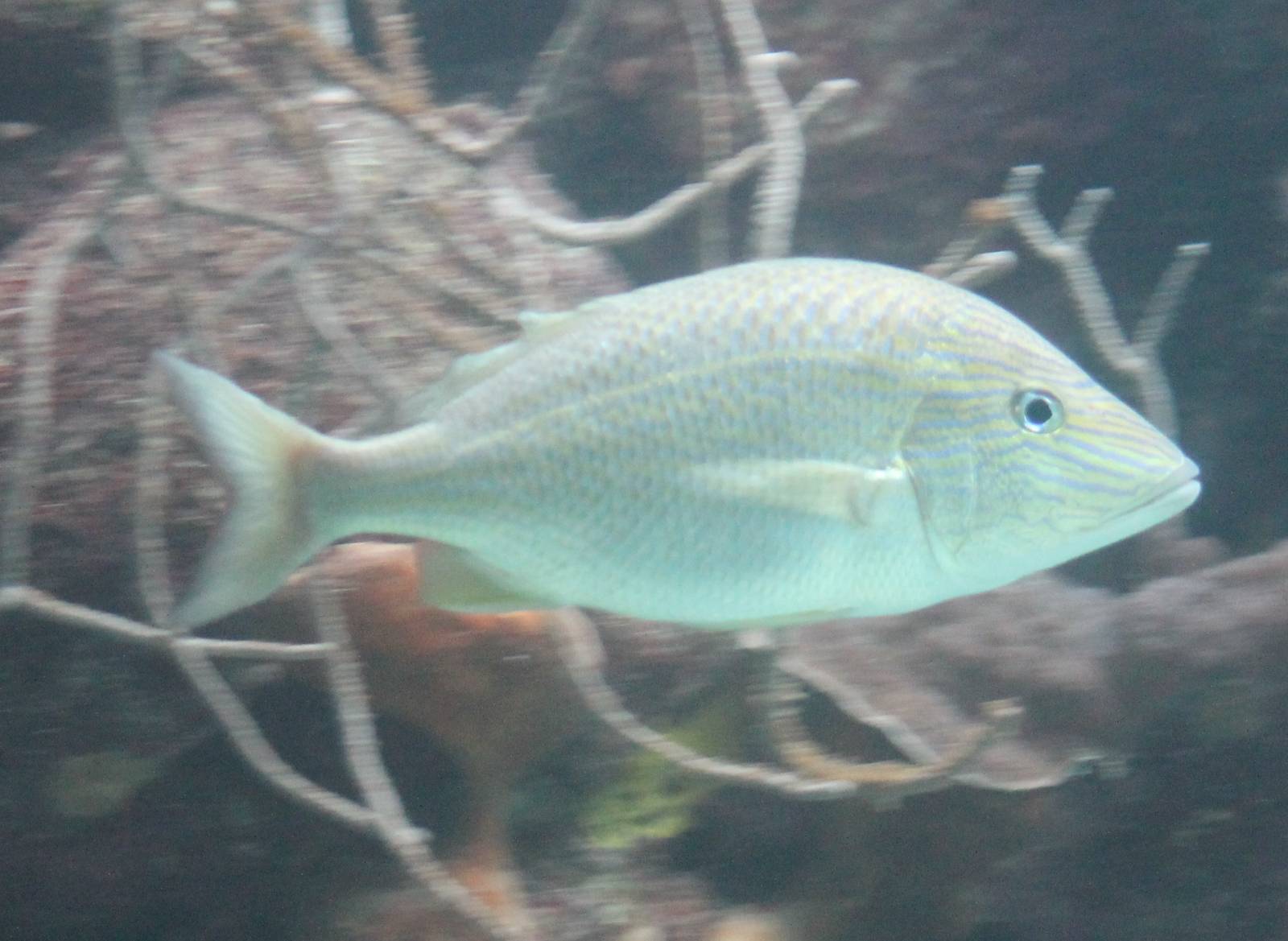 Fish ID
