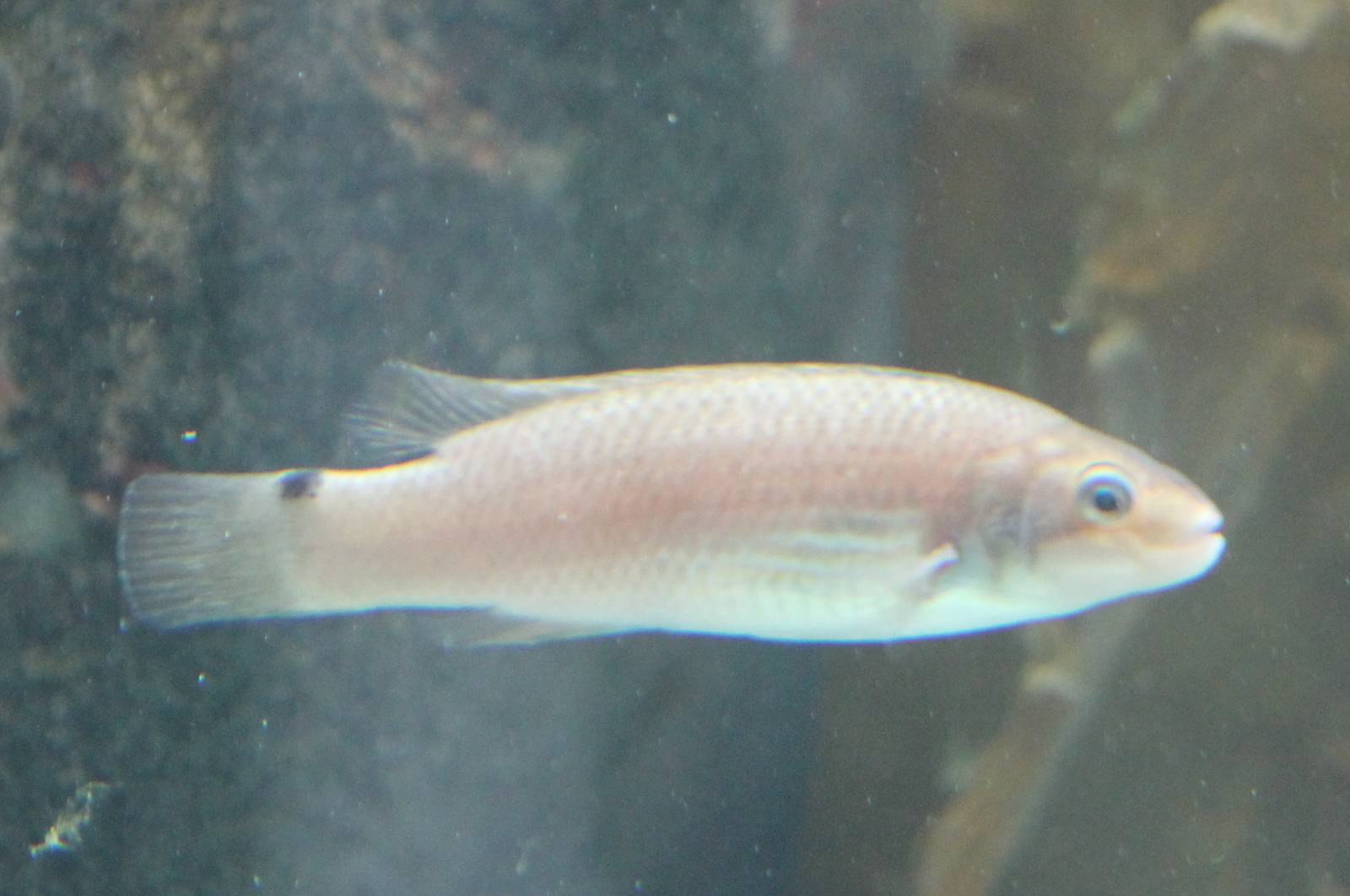 Fish ID