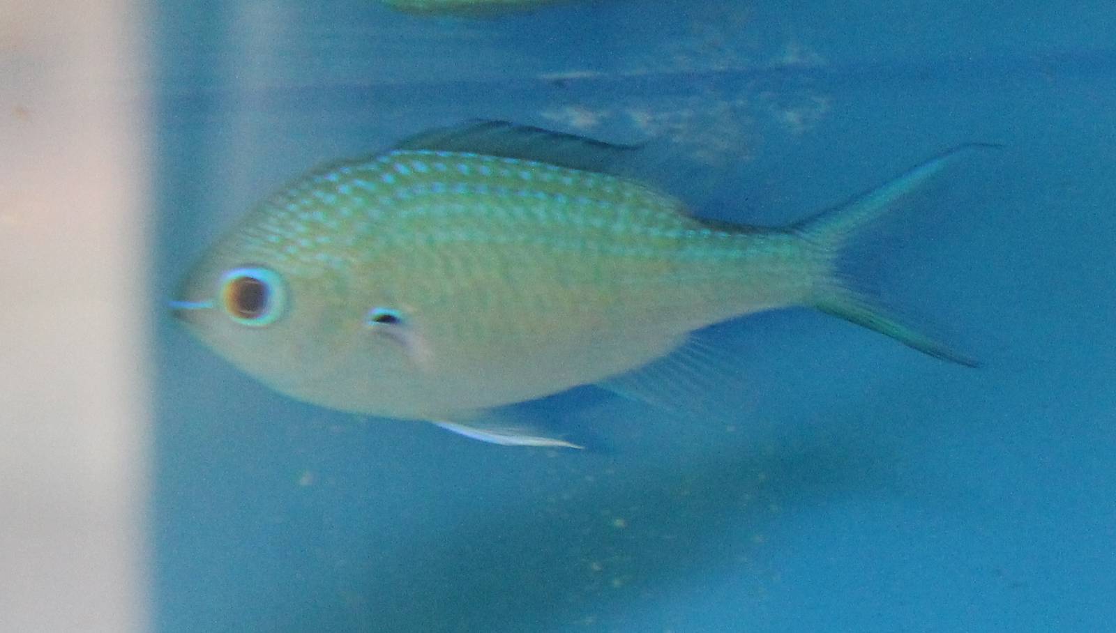 Fish ID