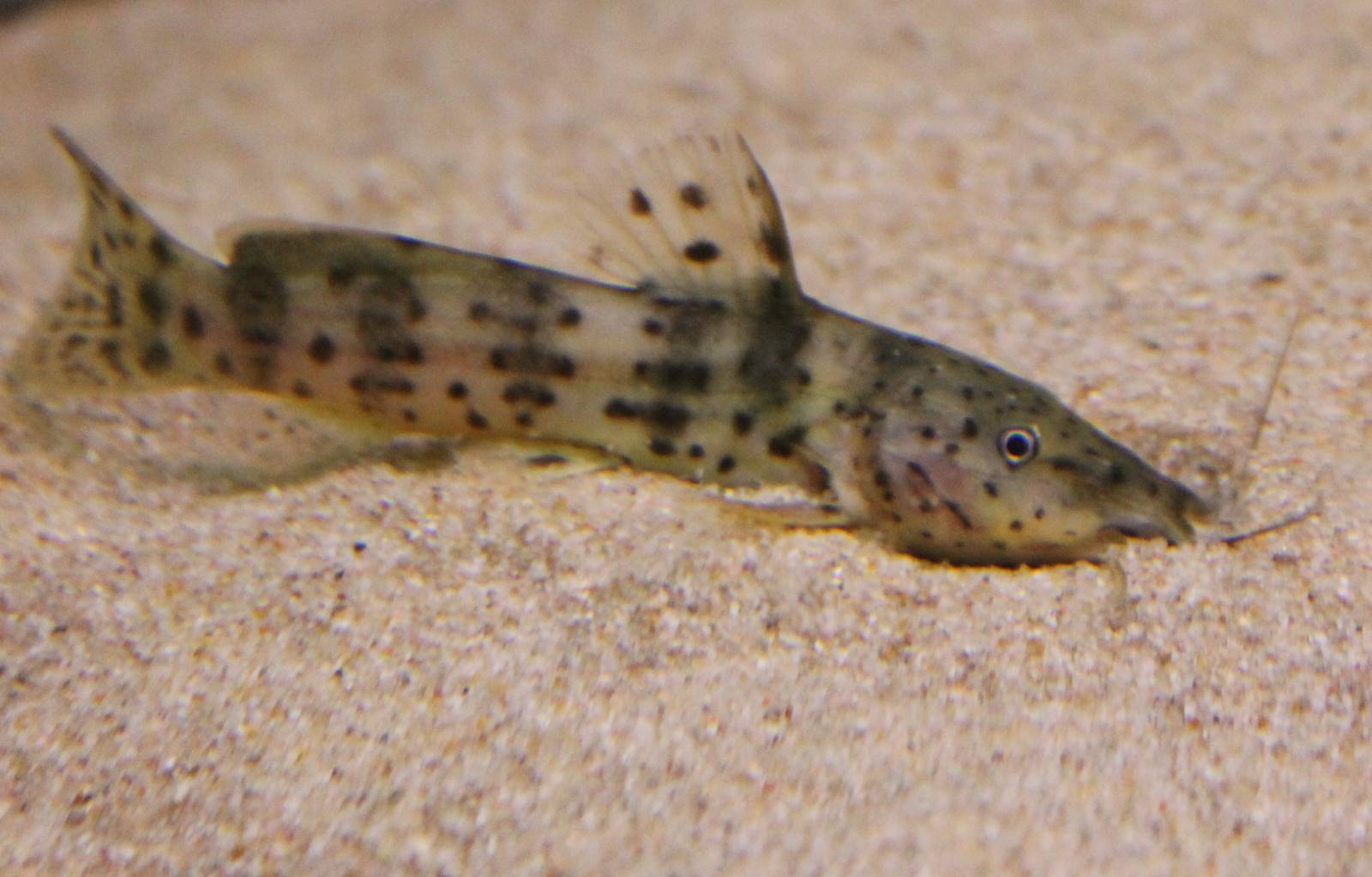 Fish ID