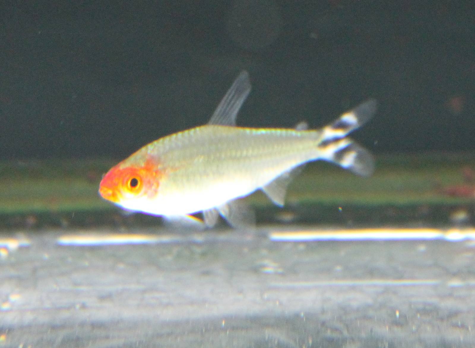 Fish ID