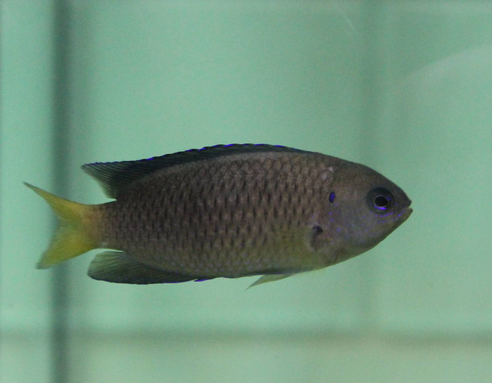 Fish ID