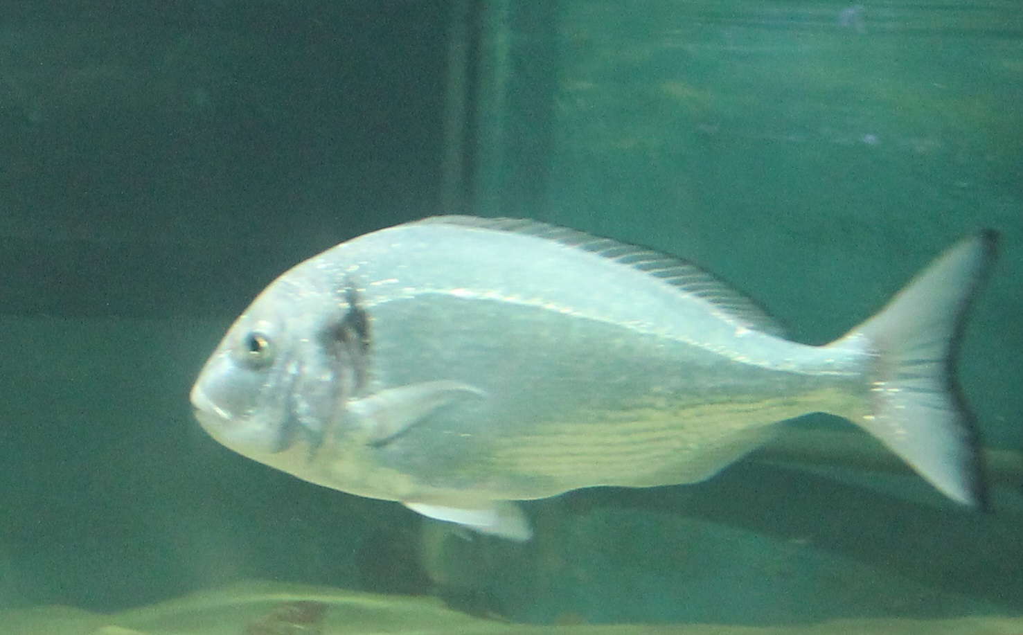 Fish ID
