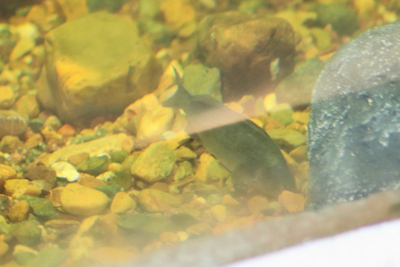 Fish ID?