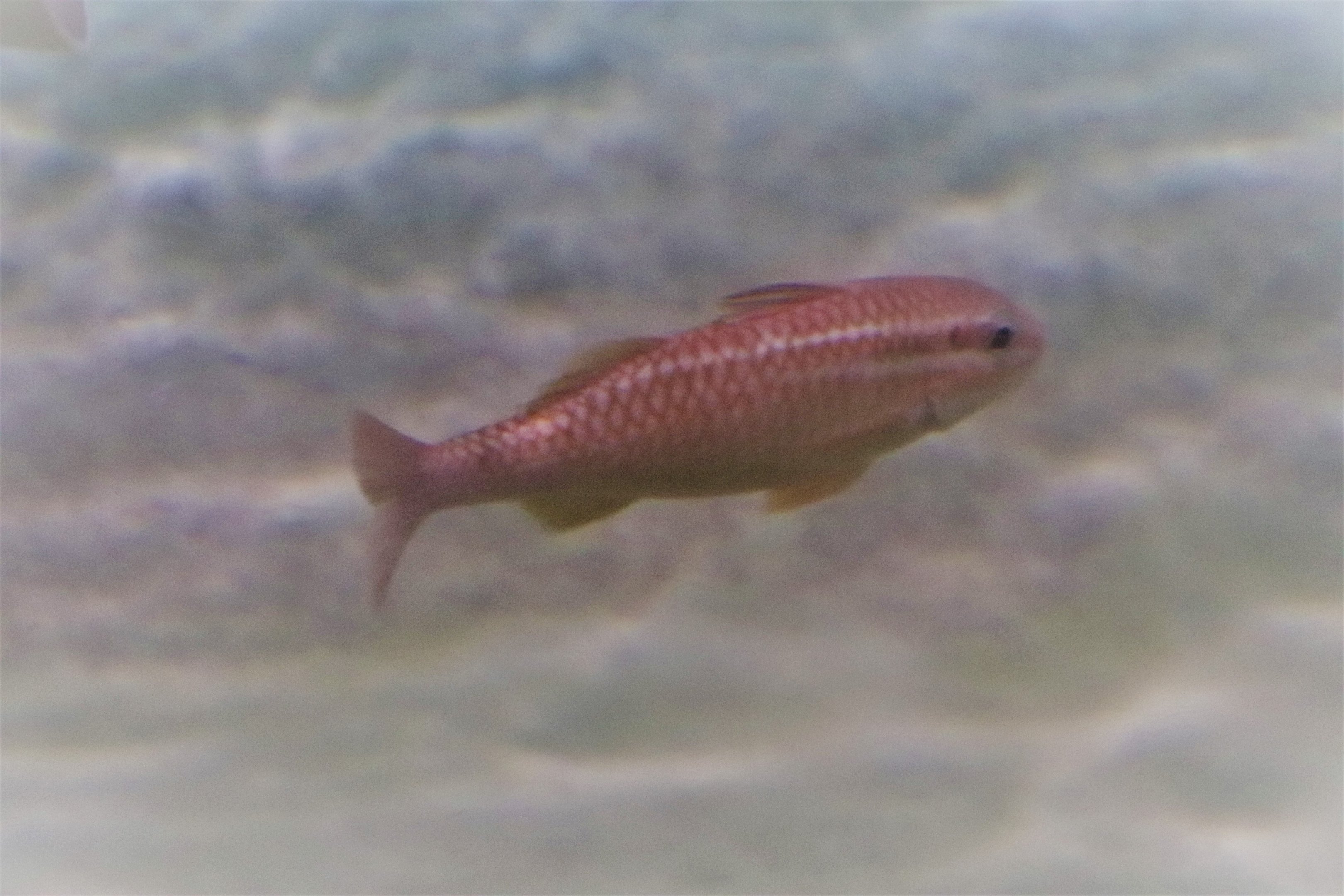 Fish ID?