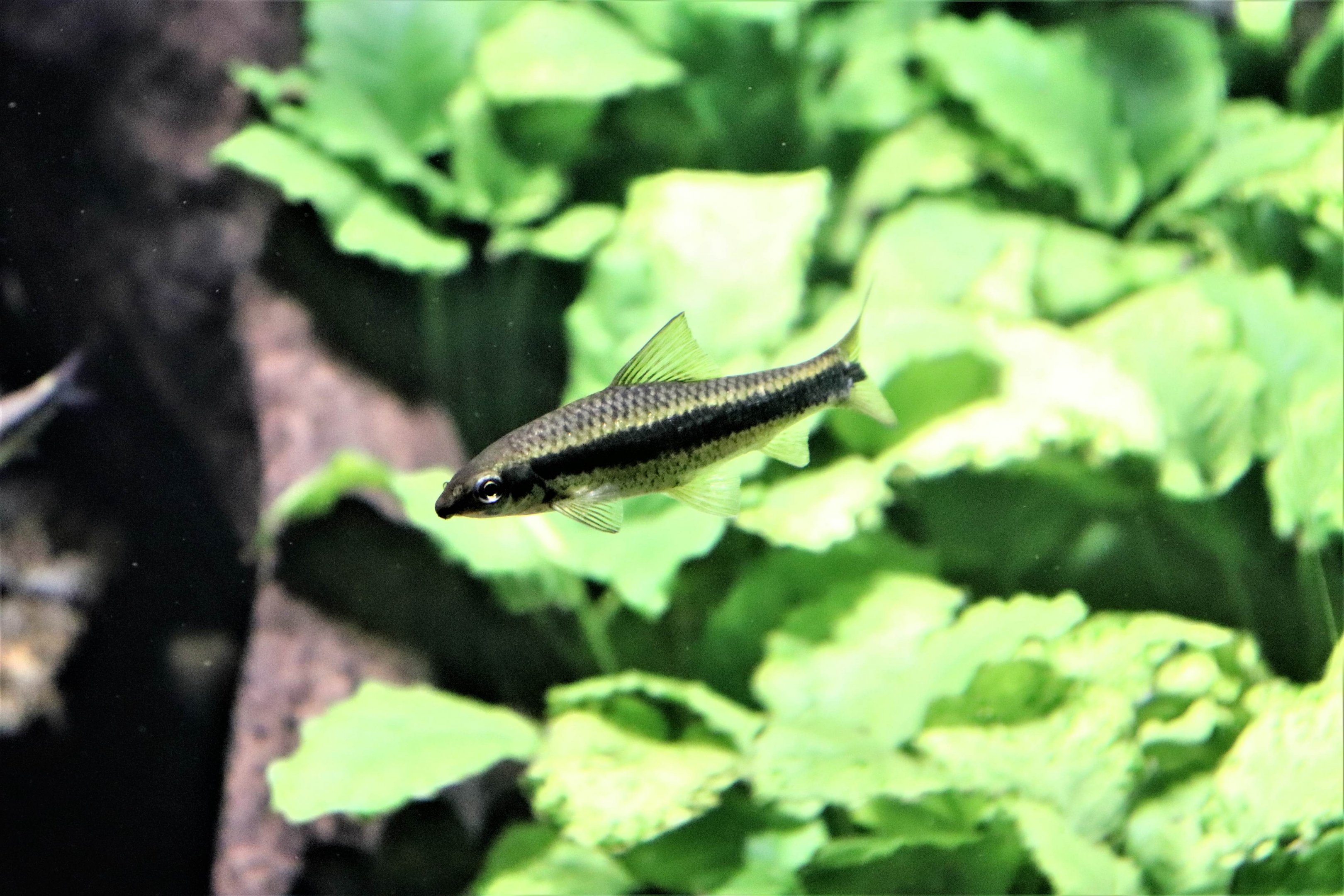 Fish ID?