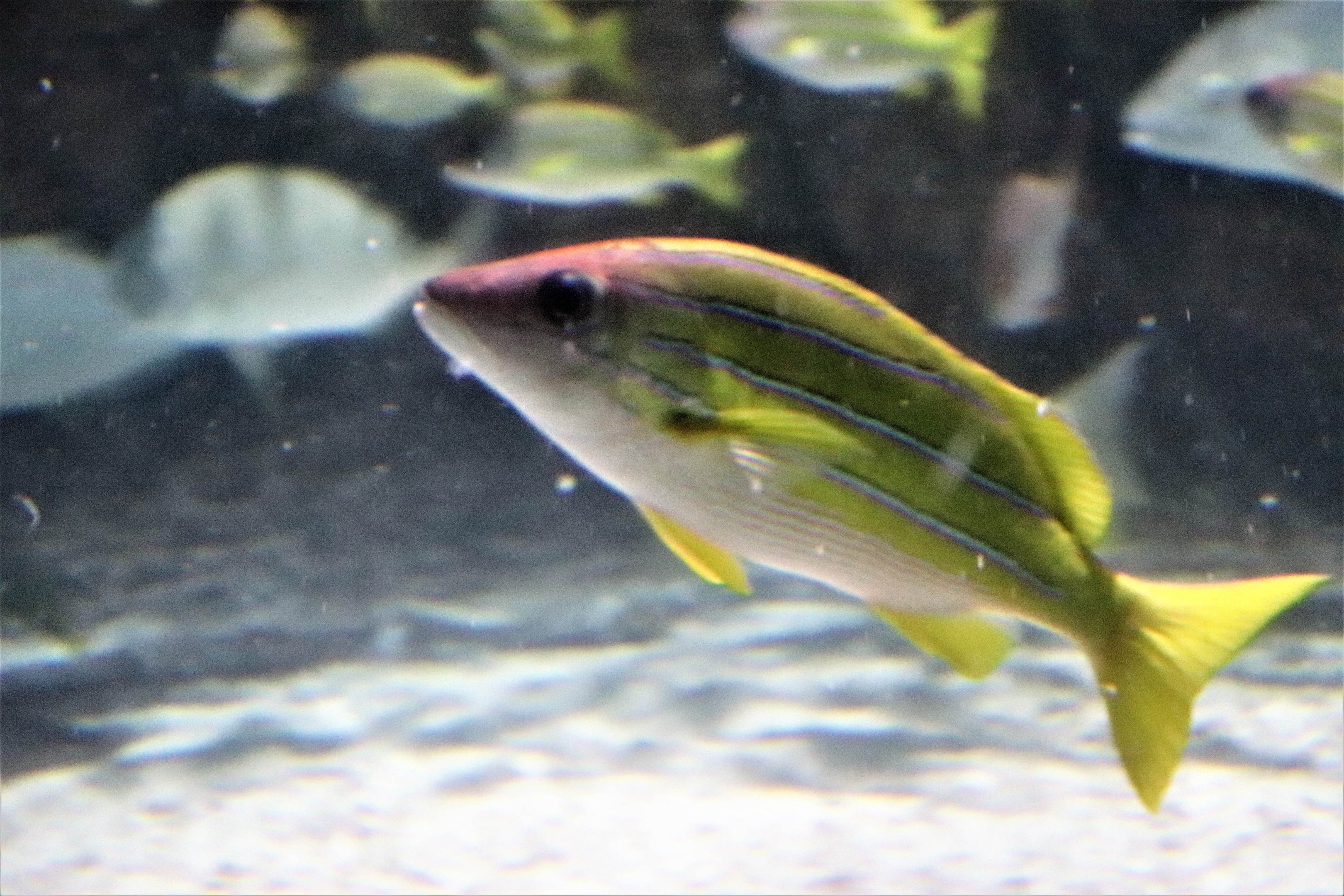 Fish ID?
